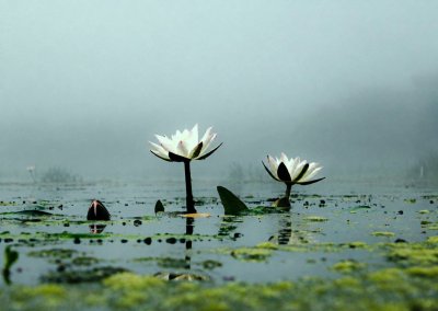 মোহাম্মদ ইব্রাহীম খলিল উল্যাহ 