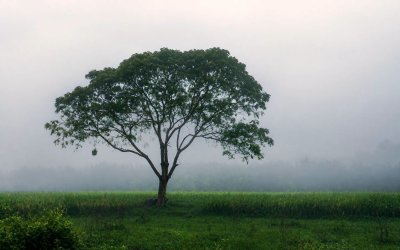 মোঃ আনোয়ার হোসেন 